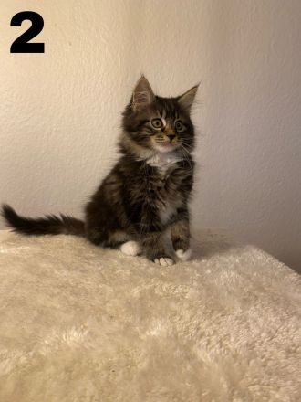 Maine Coon Kitten