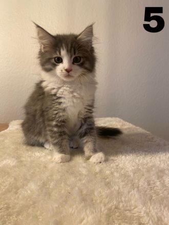Maine Coon Kitten