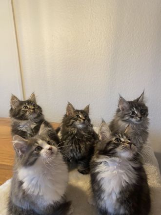 Maine Coon Kitten