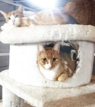 Susumu und Nanami, FeLV positiv