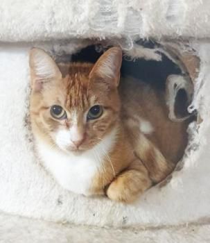 Susumu und Nanami, FeLV positiv