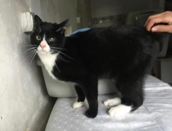 Petunia und Violeta (auf einem Auge blind)