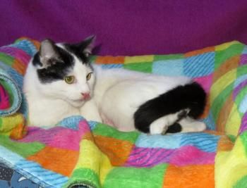 Petunia und Violeta (auf einem Auge blind)