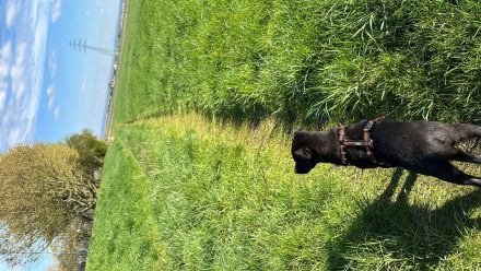 Mischlingswelpe Labrador/Schäferhund