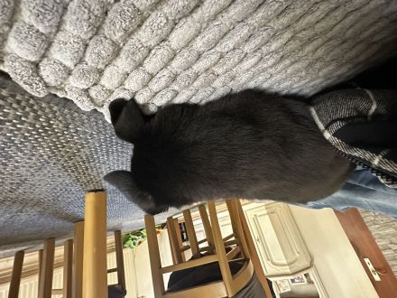 Mischlingswelpe Labrador/Schäferhund