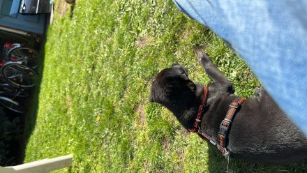 Mischlingswelpe Labrador/Schäferhund