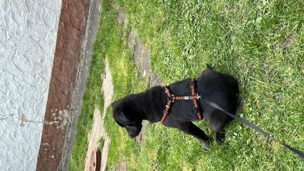 Mischlingswelpe Labrador/Schäferhund