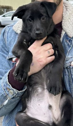 Mischlingswelpe Labrador/Schäferhund