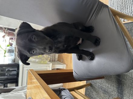 Mischlingswelpe Labrador/Schäferhund