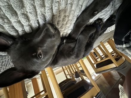 Mischlingswelpe Labrador/Schäferhund