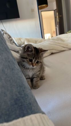 Katzenbaby kitte