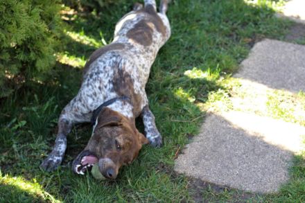 Stella  sucht eine aktive Familie