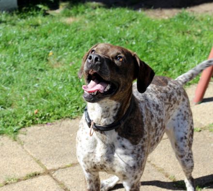 Stella  sucht eine aktive Familie