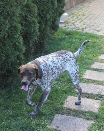 Stella  sucht eine aktive Familie