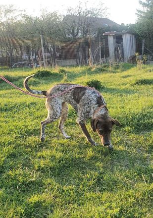 Stella  sucht eine aktive Familie