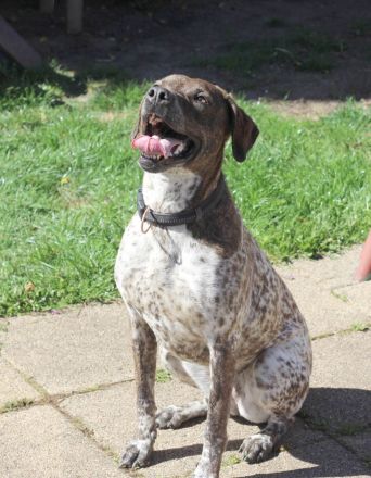 Stella  sucht eine aktive Familie