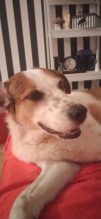 Anhänglicher Mischlingsrüde 6 Jahre alt