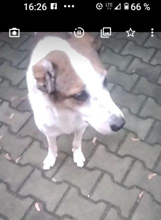 Anhänglicher Mischlingsrüde 6 Jahre alt