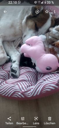 Anhänglicher Mischlingsrüde 6 Jahre alt