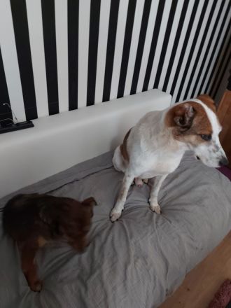 Anhänglicher Mischlingsrüde 6 Jahre alt