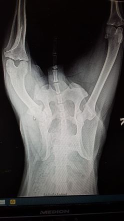 Anhänglicher Mischlingsrüde 6 Jahre alt