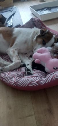 Anhänglicher Mischlingsrüde 6 Jahre alt