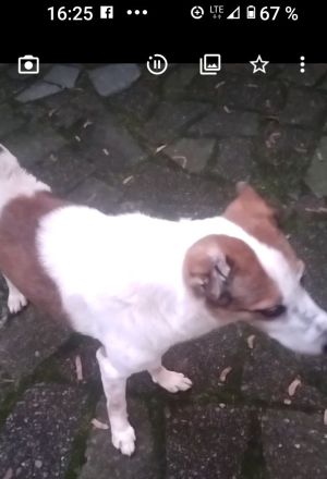 Anhänglicher Mischlingsrüde 6 Jahre alt