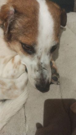 Anhänglicher Mischlingsrüde 6 Jahre alt