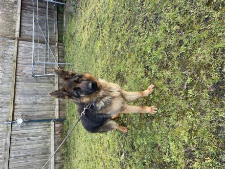 Reinrassige kleine Hündin sucht ein Zuhause