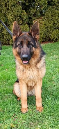 Reinrassige kleine Hündin sucht ein Zuhause