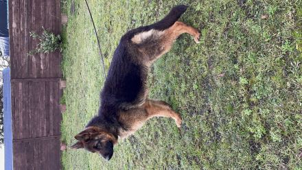 Reinrassige kleine Hündin sucht ein Zuhause