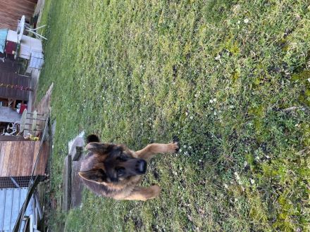 Reinrassige kleine Hündin sucht ein Zuhause