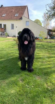 Neufundländer Deckrüde