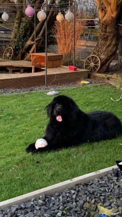 Neufundländer Deckrüde