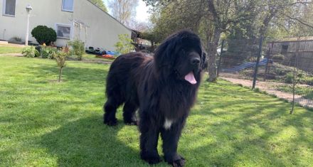 Neufundländer Deckrüde