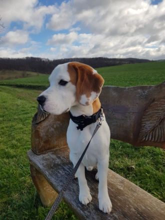 Reinrassiger Beagle Deckrüde