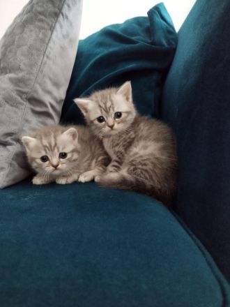 BKH Katzen Kitten reinrassig