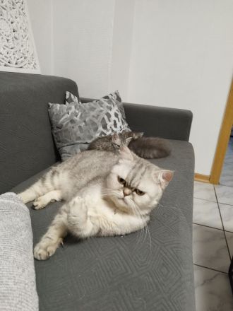 BKH Katzen Kitten reinrassig