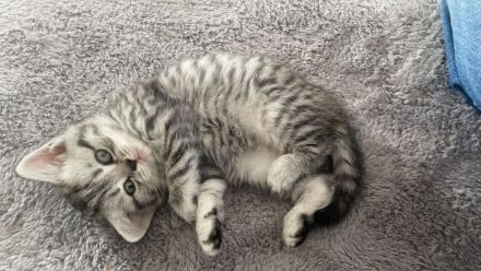 Reinrassige BKH Kitten