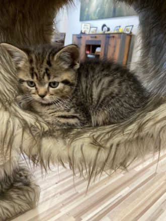 Reinrassige BKH Kitten