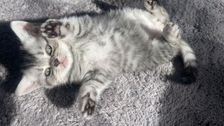 Reinrassige BKH Kitten