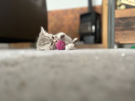 Reinrassige BKH Kitten