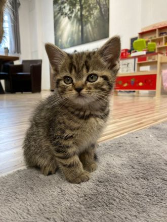 Reinrassige BKH Kitten