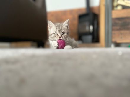 Reinrassige BKH Kitten