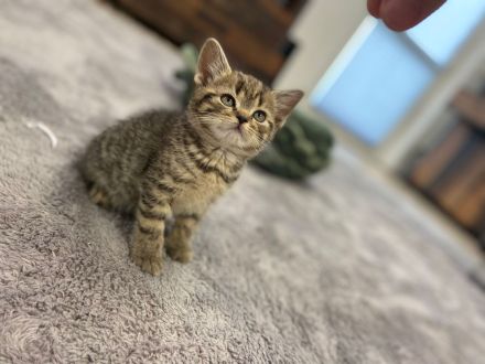 Reinrassige BKH Kitten