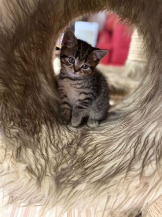 Reinrassige BKH Kitten