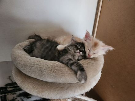 Zwei Reinrassige Maine Coon kuschel Monsterchen