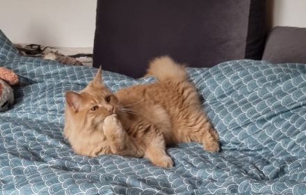 Zwei Reinrassige Maine Coon kuschel Monsterchen