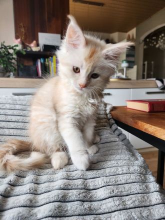 Zwei Reinrassige Maine Coon kuschel Monsterchen