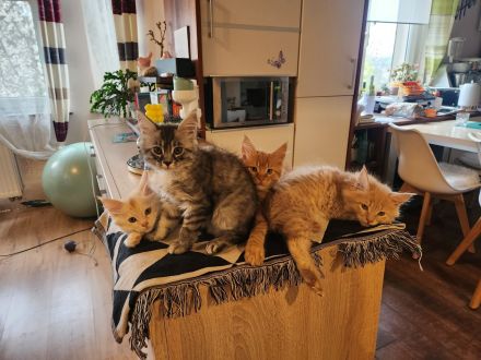 Zwei Reinrassige Maine Coon kuschel Monsterchen